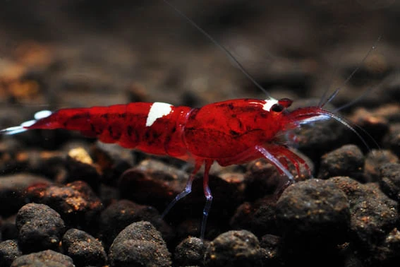 Taiwan Bee Red Ruby 1-1,2 cm